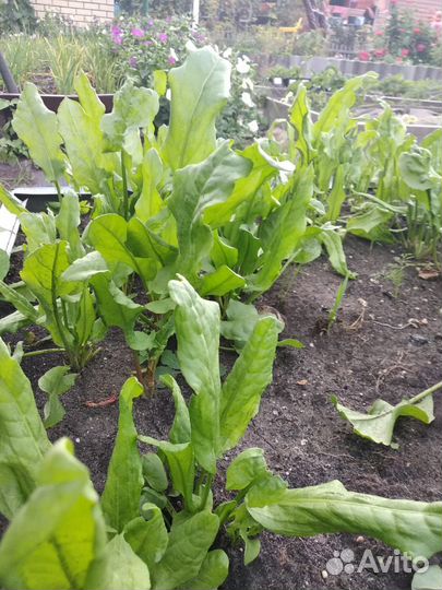 Щавель,мята на срез