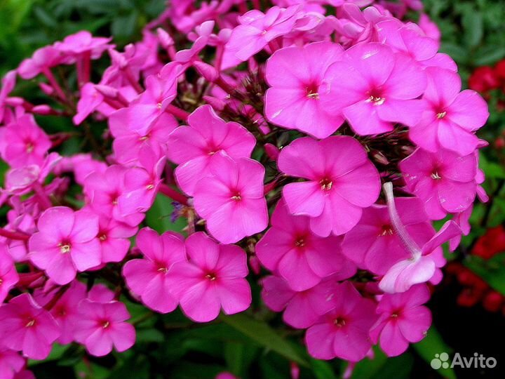 Флоксы.Корни