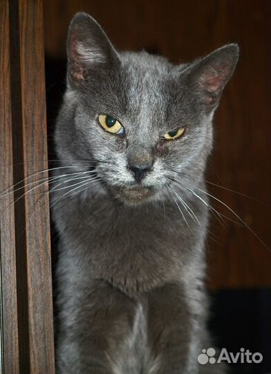 Голубой кот британский кот Банзай (метис), кастрат