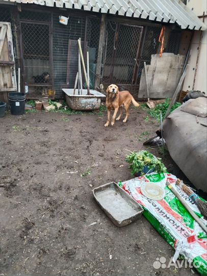 Русская гончая