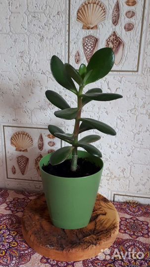 Толстянка - денежное дерево