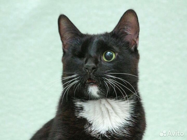 Котик Виталик в добрые руки