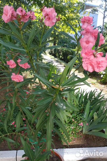 Олеандр розовый махровый