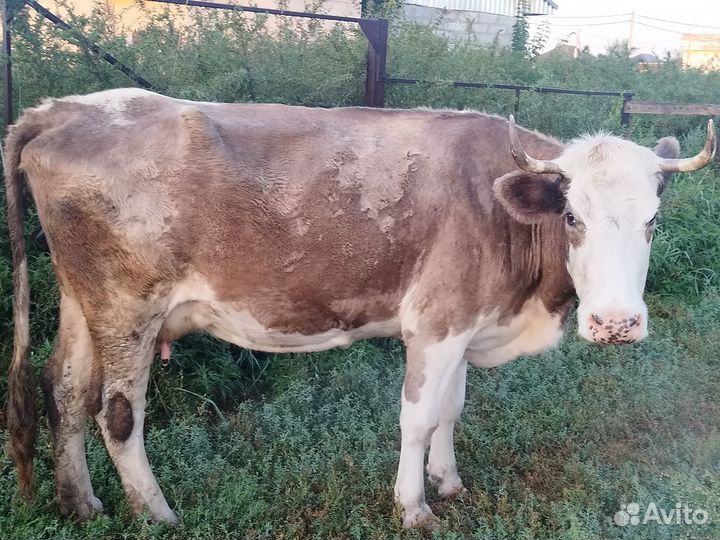 Продается дойная корова