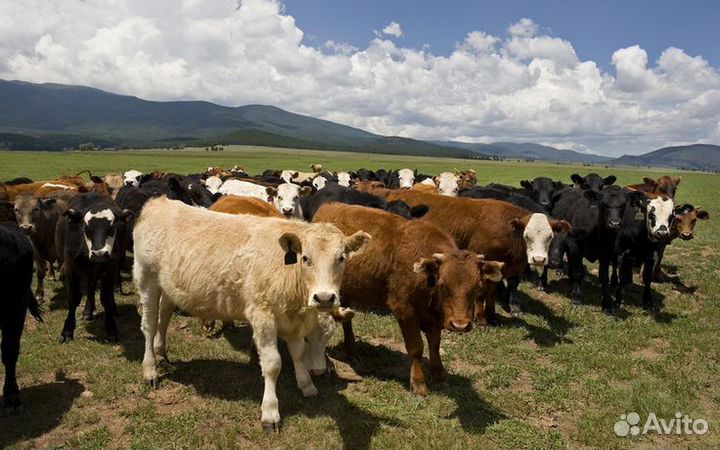 Тёлки и есть бычки