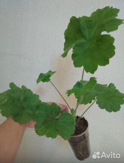 Пеларгония та - Марсель