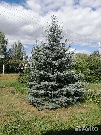 Ель голубая крупномер