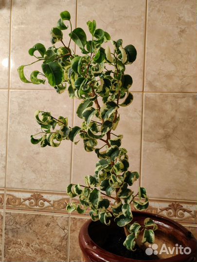 Комнатные растения