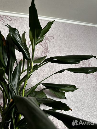 Пальма драцена