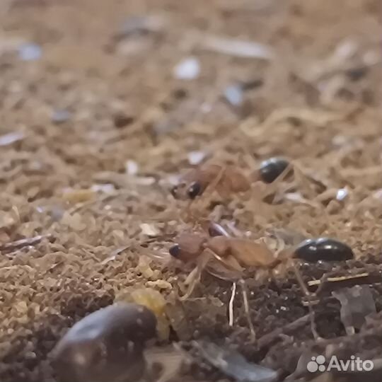 Муравьи Harpegnathos saltator (Салтаторы)