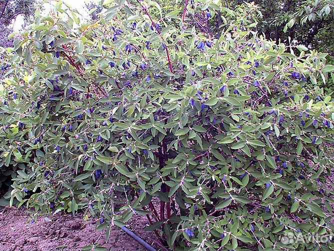 Саженцы жимолости Югана, Гордость Бакчара