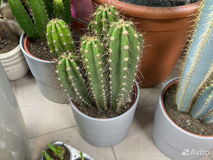 Кактус крупный