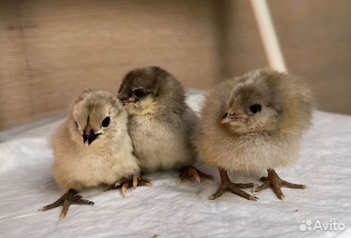 Цыплята амераукана