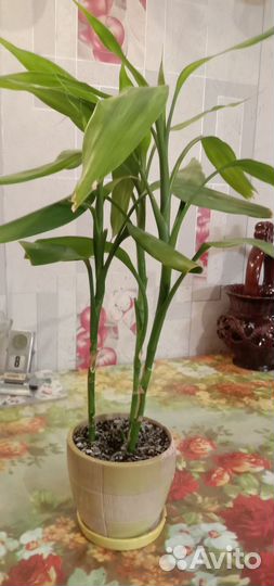 Комнатные цветы