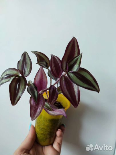 Традесканция зебрина