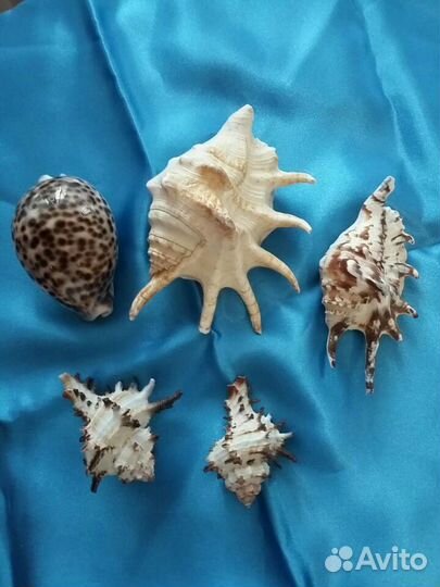Морские ракушки