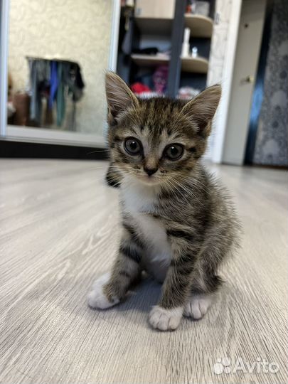 Котенок, девочка