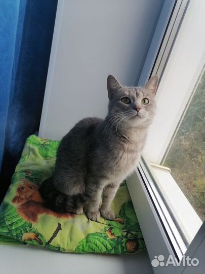 Кошка с золотым характером