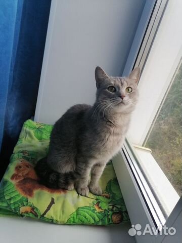 Кошка с золотым характером