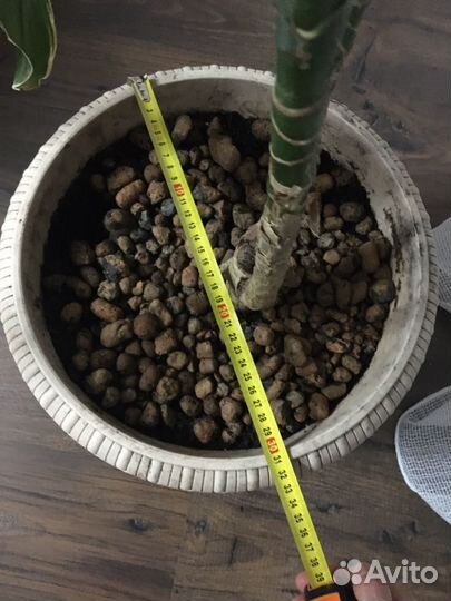 Драцена Голден Кост