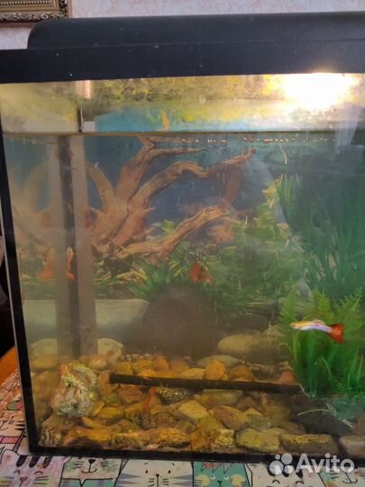 Аквариум