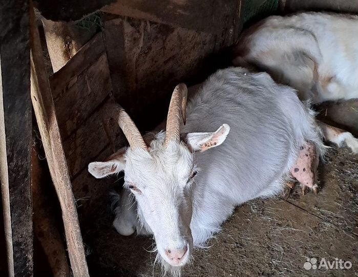 Продам дойных коз и молодых козлят (козочек)