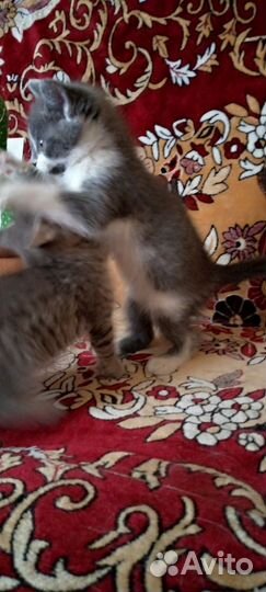 Котята в добрые руки бесплатно