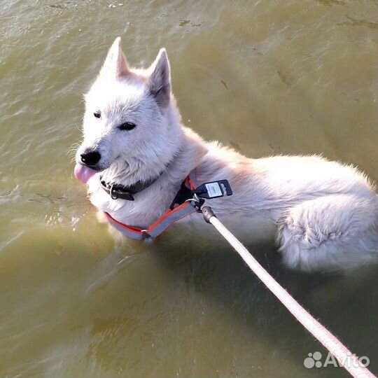 Сибирский хаски