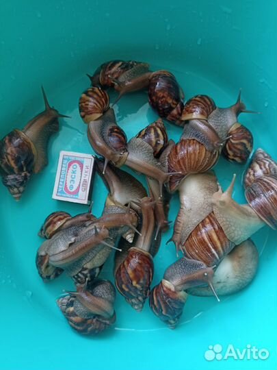 Улитки ахатины большие и маленькие бесплатно