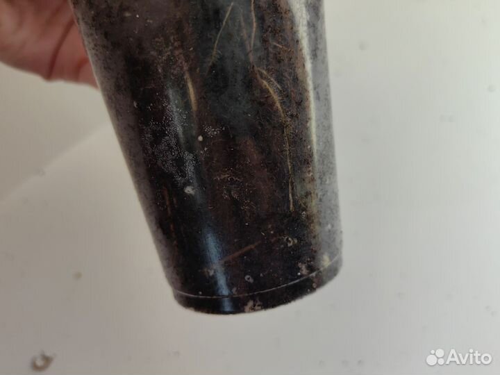 Калатея Дистинкта