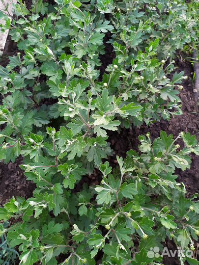 Хризантема корейская