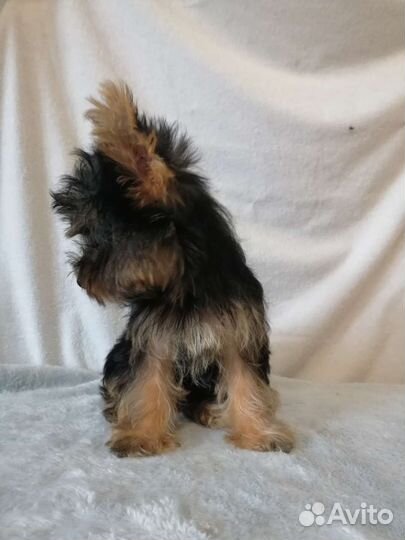 Йоркширский терьер