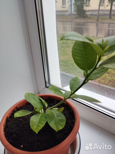 Комнатные лимонные деревья