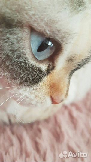 Кошка девон-рекс