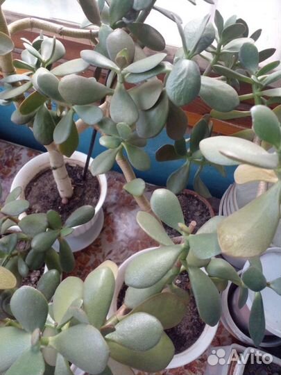 Толстянка денежное дерево