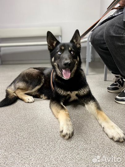 Восточноевропейская овчарка