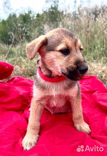 Щенки - терьеры