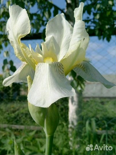 Многолетние, цветение май-июнь