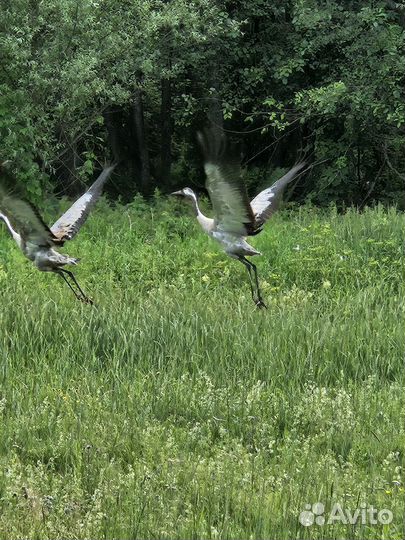 Мёд, медовый рай