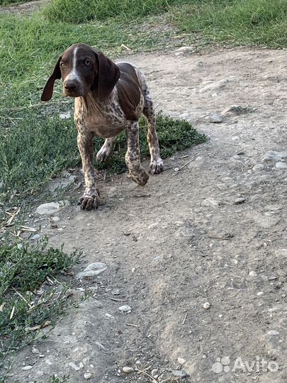 Щенки курцхаара