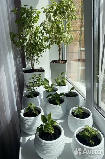 Фикус Бенджамина