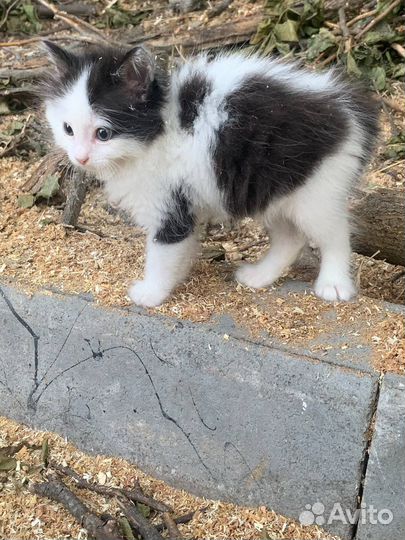 Котенок мальчик