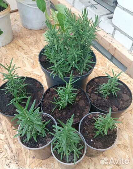 Розмарин растение