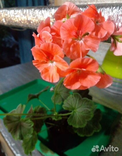 Комнатные цветы