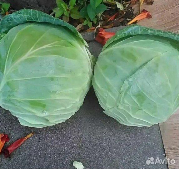 Капуста оптом сетевое качество без посредников