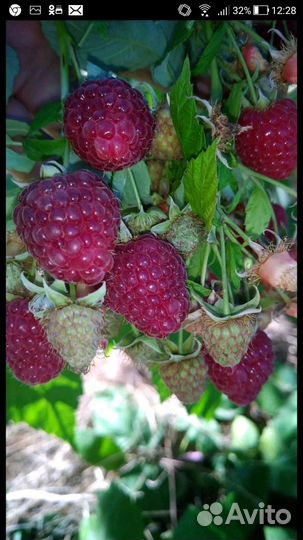 Малина ремонтантная