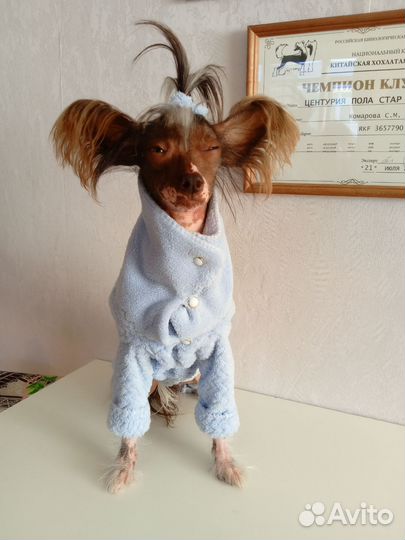 Плюшевый комбинезончик на маленькую собачку