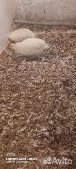 Навоз,помет перепелиный