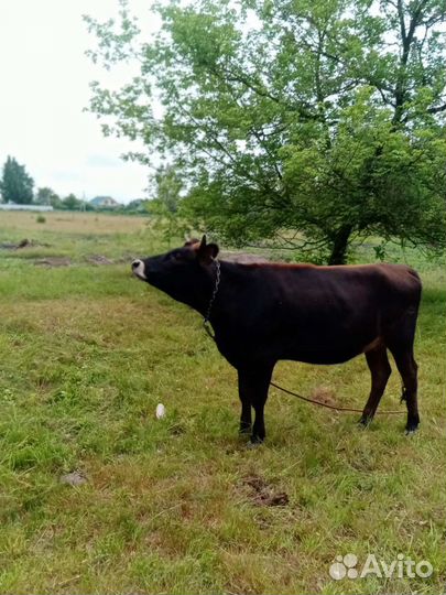 Корова телка