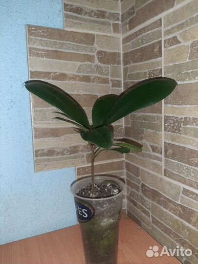 Комнатные домашние растения